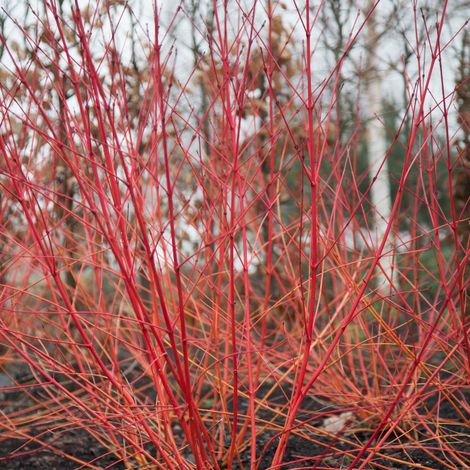 Cornouiller sanguin midwinter fire - Cornus sanguinea midwinter fire 50/60 cm Pot 3L (1/4)