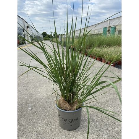 Gardenaria Calamagrostis acutiflora 'Karl Foerster' - Graminacea ornamentale da esterno - Altezza: 50 cm (vaso 17)