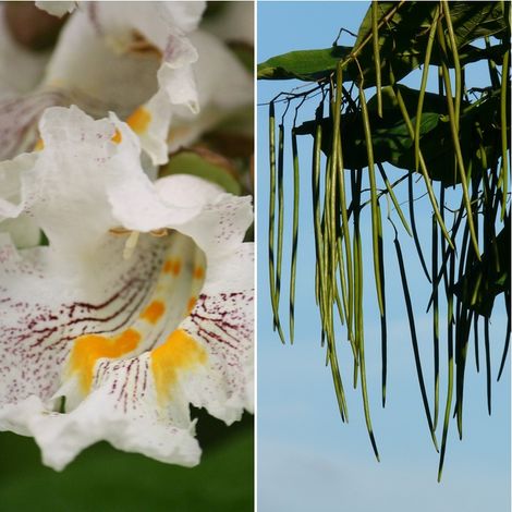 Semillas de Catalpa Bignonioides. 50 Gramos
