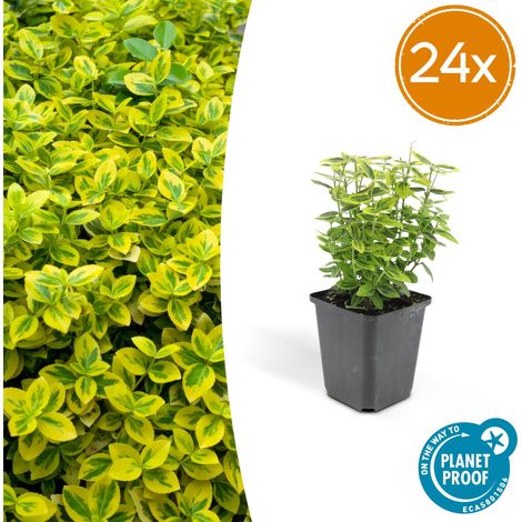 Lot de 24 Fusains de Fortune Emerald 'n Gold Feuillage Persistant Panaché Jaune 10-25 cm Ø 9 cm - PANGIVO (1/5)