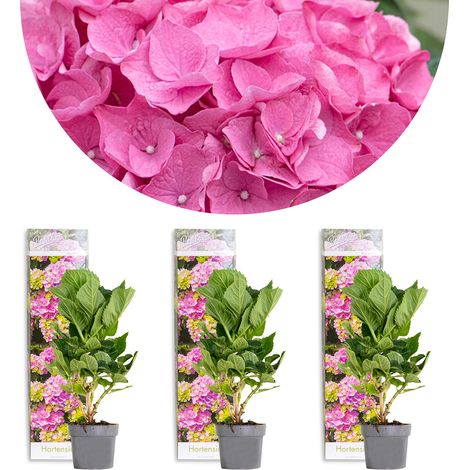 Bloomique - Lot de 3 - Hydrangea Macrophylla Early Pink - Hortensia - Hortensia commun - Plantes de jardin - Rustique - Hauteur 20-30 cm - Pot 10,5 cm