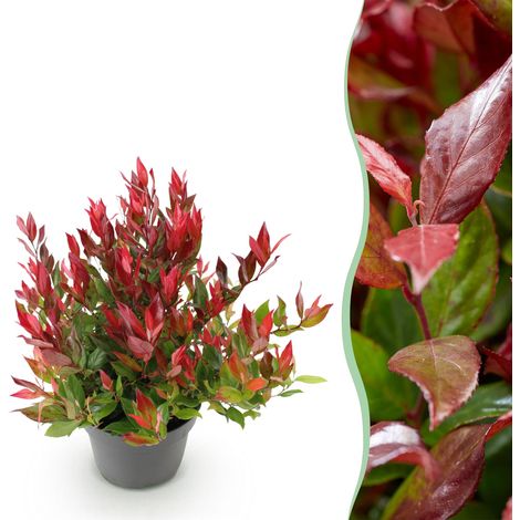 Leucothoe Little Flame Arbuste Persistant Feuillage Rouge et Vert - Pot 17 cm - Hauteur 40 cm - PANGIVO (1/5)