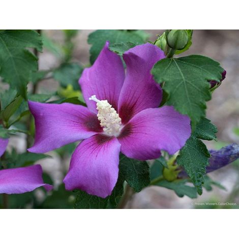 hibiscus 3 cuttings purple