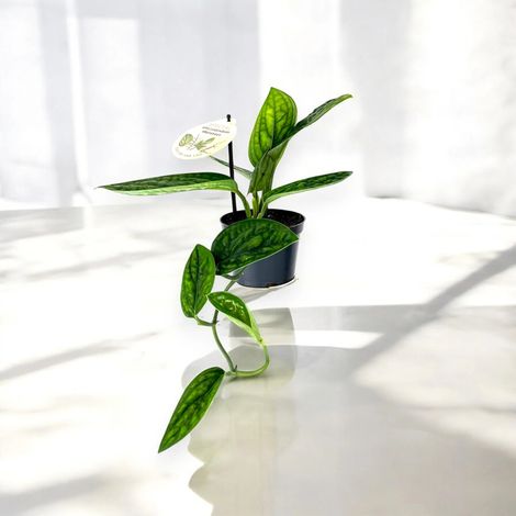 Gardenaria Monstera obliqua 'Peru' - Pianta da interno ornamentale - Altezza: 25 cm (vaso 12) (1/5)
