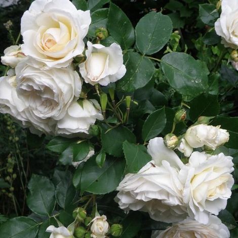 4 rosiers blancs en grappes - Rosiers rustiques pour bordures - Rosa the Fairy 'White' en pot de 1,5 litre (10-20 cm de hauteur) (1/5)