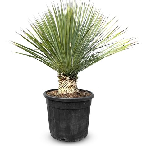 Yucca Rostrata - Palmier - Hauteur de tige 15/20 cm - 100 cm -