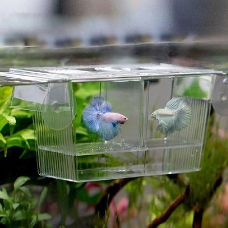1 Boîte D'élevage Flottante Acrylique Transparente Incubateur Pour Poissons Aquarium (1/5)