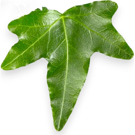 Gardenaria Edera - Hedera helix 'Jacobine' - Pianta da interno ornamentale - Altezza: 50 cm (vaso 19) (1/5)