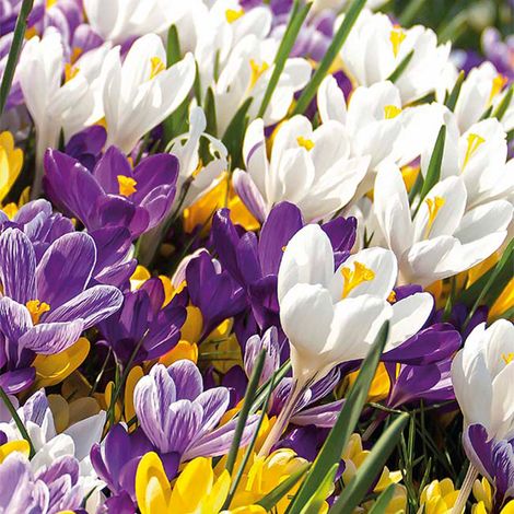 Bloomique - Mélange de 40 - Crocus - Crocus - Mélange de Couleurs - Bulbes à Fleurs - Floraison Printemps - Plantes Vivaces - Pousse jusqu'à 10-15 cm (1/5)