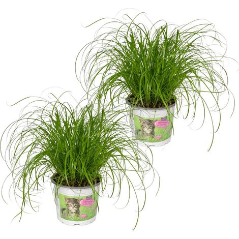Cyperus Alternifolius Herbe à Chat Lot de 2 Plantes d’Intérieur Pot 12 cm Hauteur 20 cm - PANGIVO (1/5)
