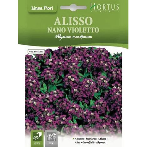 Alisso nano Violetto DB