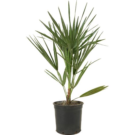 Bloomique - Chamaerops Humilis - Palmier nain européen - Palmier rustique - Plantes de jardin - Hauteur 40-50 cm - Pot 15 cm