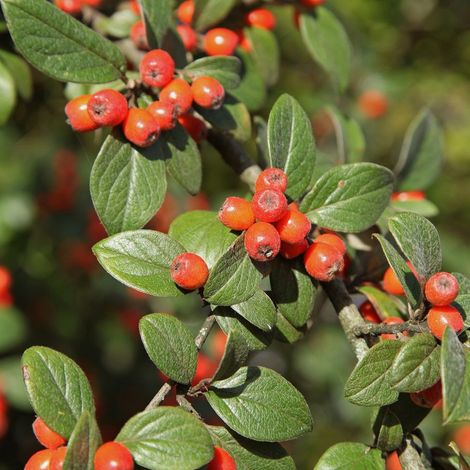 Cotonéaster de Franchet - Cotoneaster franchetii  - 60-80 cm pot