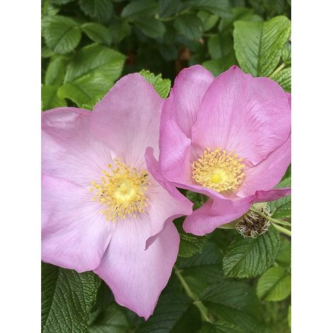 Rosier rugueux 'Dagmar Hastrup' Pot de 2L/3L, Qualité 2 branches (1/3)