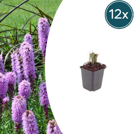 Lot de 12 Liatris spicata - Liatride à épis - Fleurs Rose Violacé - Hauteur 10-25 cm - Pot Ø 9 cm - PANGIVO (1/5)