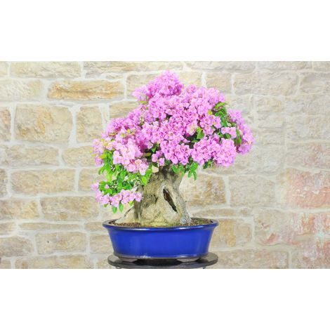 Bonsai di Bougainvillea Sanderiana (141) (1/5)