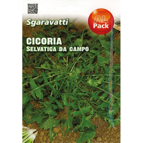 SEMI PER ORTAGGI E VEGETALI cicoria selvatica da campo Q.TA 20 cicoria selvatica da campo