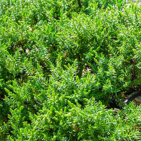 Genévrier rampant Nana - Juniperus procumbens Nana 20/30cm Pot 2,5L