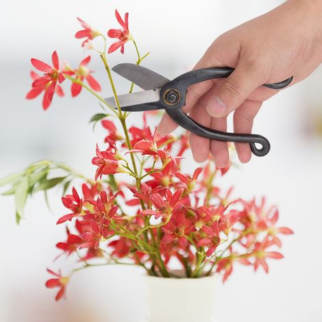 Ciseaux de taille pour bonsaï en acier robuste, outil de jardinage et d'arrangement floral, type 3 (1/5)
