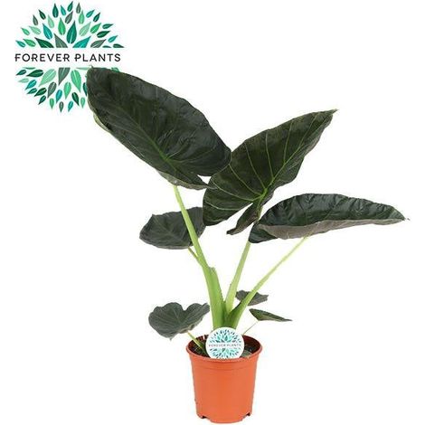 Alocasia Regal Shield Plante d’intérieur feuillage tropical pot 21 cm hauteur 90 cm - PANGIVO
