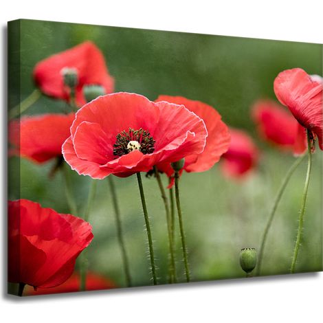 Leinwanddruck Botanik Rote Mohnblumen 40x30 cm Blumen Flora