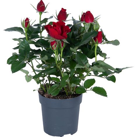 Rosa Rouge Plante en Pot Feuillage Vert Pot 17 cm Hauteur 45 cm pour Jardin et Intérieur - PANGIVO
