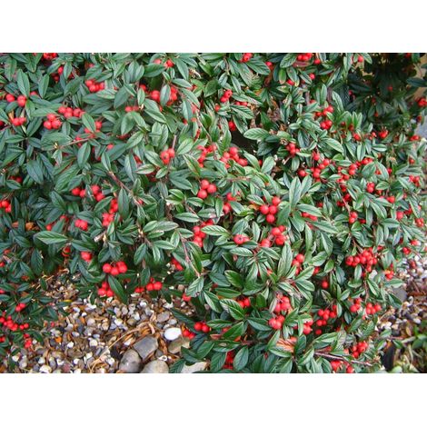 1 PIANTA DI COTONEASTER COTOGNASTRO SALICIFOLIUS REPENS VASO 12CM Sempreverdi