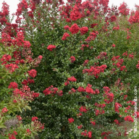 Lilas des indes Ruffled Red Magic® 'PIILAG-VII', Lagerstroemia/Pot de 7,5L - 80/100 cm