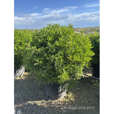 Lentisque Pistacia Lentiscus Boule 60 cm Plante Méditerranéenne Persistante