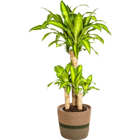Dracaena Fragrans Massangeana - Plante d'Intérieur avec Panier - Ø21 cm - Hauteur 90-110 cm - PANGIVO (1/5)