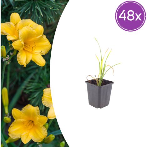 Hémérocalle Stella de Oro Plante Vivace Floraison Jaune Doré Jardin Bordure Lot de 48 Ø 9 cm (1/5)