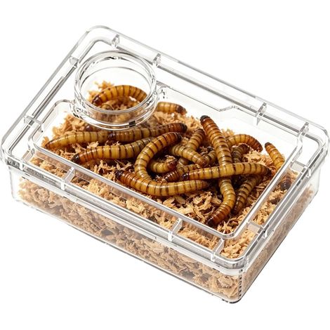 Plat de Nourriture pour Reptiles – Bol d'alimentation en polystyrène Anti-évasion 9,5 x 7 cm Mangeoire en Poudre de Calcium pour de Farine, Super, pour lézards, caméléons, iguanes, Geckos (1/5)
