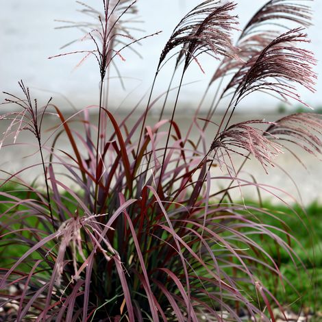 Gardenaria Miscanthus sinensis 'Red Chief' - Graminacea ornamentale da esterno - Altezza: 60 cm (vaso 17)