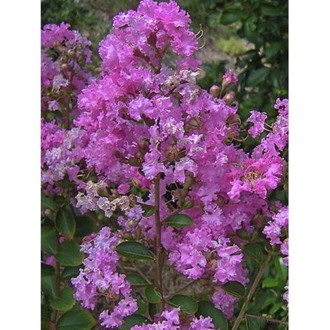 Lilas des Indes 'Jeanne Desmartis' Pot de 3L/4L (1/2)