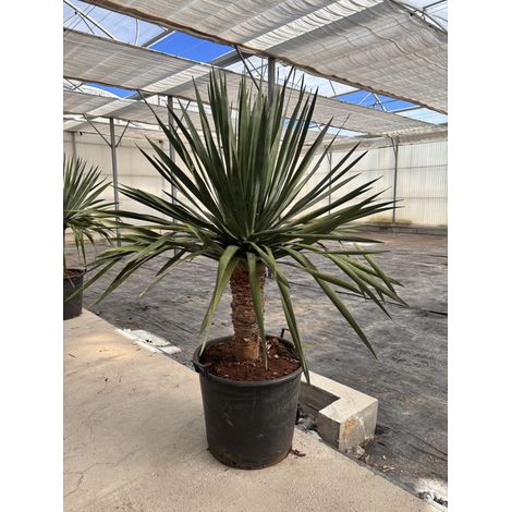 DRACAENA DRACO VASO 60 H.TR.50/60