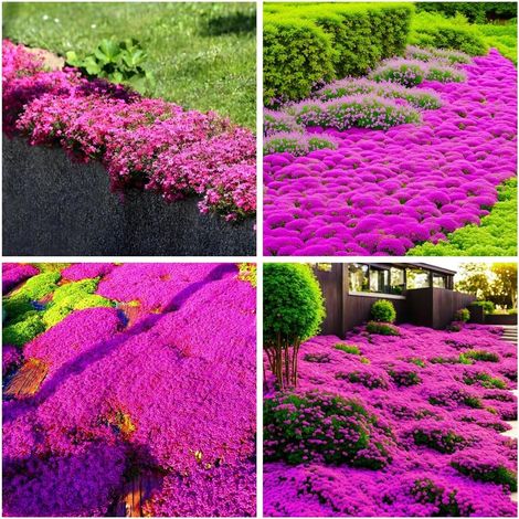 50000 Samen Kriechender Thymian Rot Rosa dichter farbiger Pflanzenteppich für nachhaltige Gartengestaltung