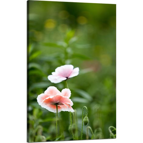 Leinwanddruck Botanik Mohnblumen 50x80 cm
