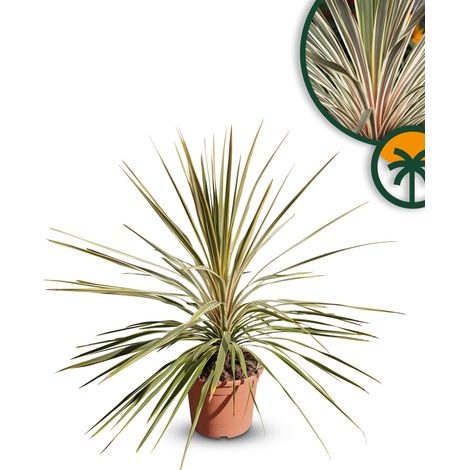 Cordyline australis « Dazzler » Lys géant, 100 cm, pot de 10 l, (1/2)