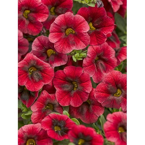Mini pétunia 'Superbells Pomegranate Punch' Mini-motte Ø 1,5/2,5 cm, Livré en plant vert de 5 à 10 cm de hauteur (par 5)