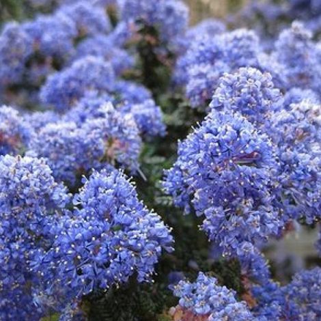 Lilas de Californie - Ceanothus 'Burkwoodii' - 30-40 cm pot