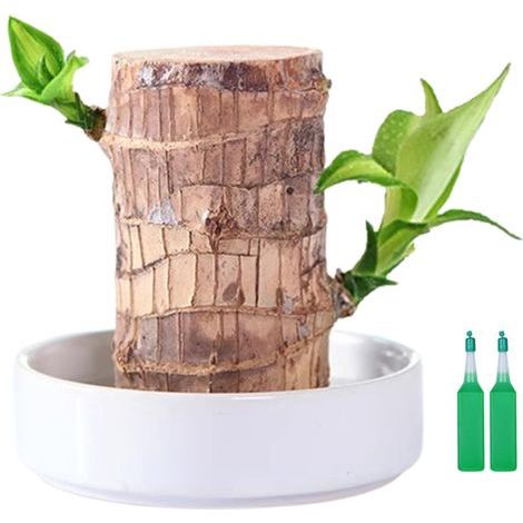 Plante porte-bonheur brésilienne en pot. petite plante verte facile d'entretien. idéale pour la décoration de bureau. pour adultes et enfants. Couleur : A (1/4)