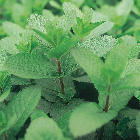 Menthe espagnole en plants BIO Mini-motte Ø 3/4 cm, LIvré en hauteur de 5 à 10 cm (par 3)