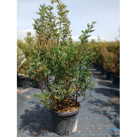Lentisque Pistacia Lentiscus Buisson 45 cm Plante Méditerranéenne Persistante