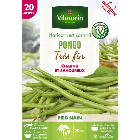 Haricot Pongo – Graines de potager précoces – Récolte facile avec gousses au-dessus du feuillage – 20 m – Vilmorin (1/2)