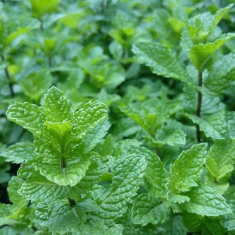 500 pièces Graines de menthe verte Jardin classique utilisé dans les jardins en pot largement utilisé comme cadeau pour la famille et les amis (1/5)