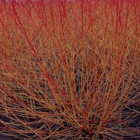 Cornus sanguinea 'Midwinter Fire' - 40-50 cm pot (1/4)