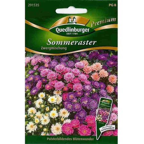 Quedlinburger Sommeraster Zwergmischung - Premium Blumensamen (1/2)