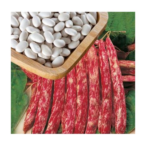 HARICOT NAIN BLASON - 150 G
