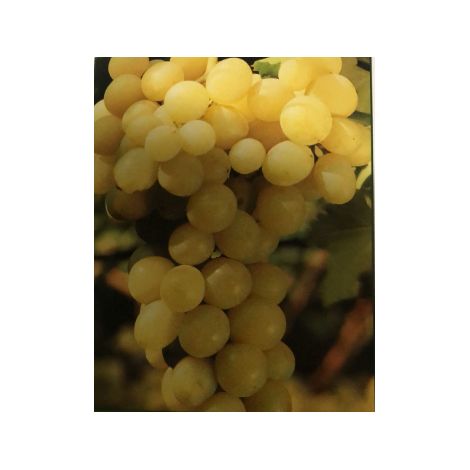 Uva Moscatello Bianco