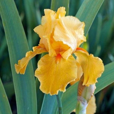 Iris des jardins Flaming/Godet - 5/20 cm (1/4)